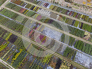 tree nursery with yellow, red and red green plants, arranged in a row, during autumn. Plants in autumn colours,