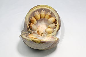 tree nut, Badam. nuts into pearls like shell. Pterygota macrocarpa photo