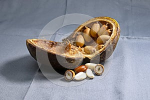 tree nut, Badam. nuts into pearls like shell. Pterygota macrocarpa. photo