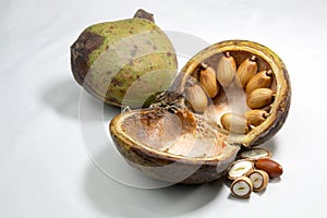 tree nut, Badam. nuts into pearls like shell. Pterygota macrocarpa photo