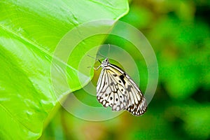 Tree Nymph butterfly on a leaf
