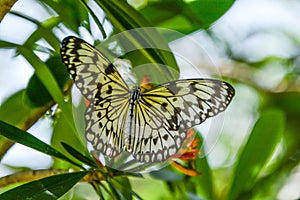 Tree Nymph Butterfly Posing on a Branch