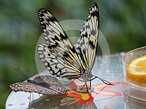 Tree Nymph butterfly or Rice Paper butterfly, Idea leuconoe on flowers