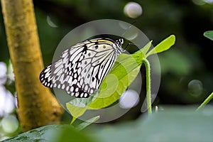 Tree Nymph butterfly or Rice Paper butterfly, Idea leuconoe on flowers