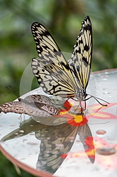 Tree Nymph butterfly or Rice Paper butterfly, Idea leuconoe on flowers