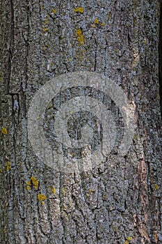 Tree oak bark texture background, vertical