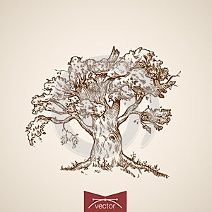 Tree oak nature engraving lineart retro vintage vector