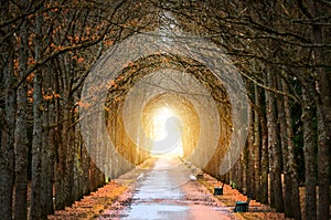 Tree Oaks Tunnel around the darkness, and the light at the end of the tunnel spring and the road.