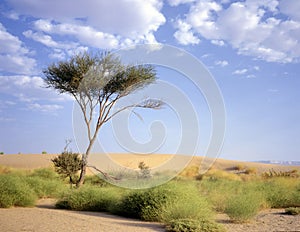 Tree at an oasis in the Arab desert