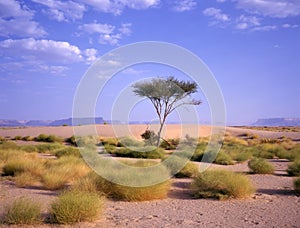 Tree at an oasis at the Arab desert