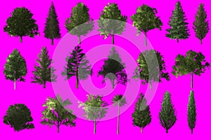 tree object collection on magenta chroma key screen for CG.