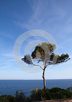 Tree and ocean