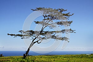 Tree by the ocean