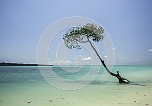 Tree in the the ocean