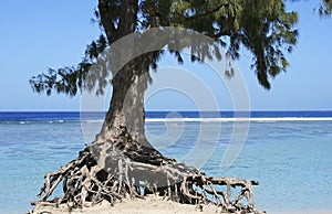 Tree and ocean