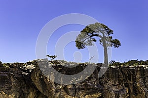 Tree off of the South Rim of the Grand Canyon and the colorado river