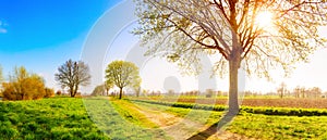 Tree in field in spring photo