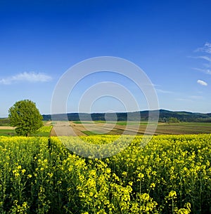 Tree in oilseed field