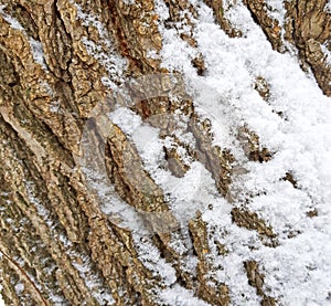 Tree old bark texture with snow background