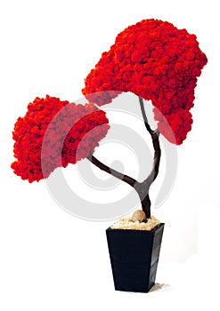 Tree old bark wood leaf leaves planter red