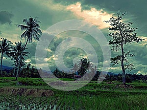 A tree and an old hut in the rice fields