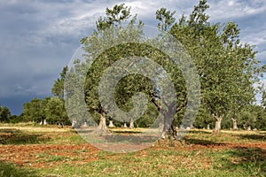 Tree olives