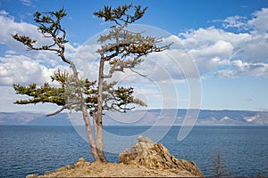 The tree on Olkhon island, Russia