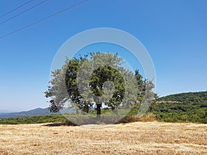 tree one alone in a field summer season