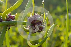 Tree onions ( Allium proliferum )