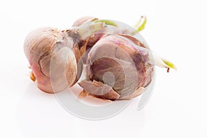 Tree onions, topsetting onions, walking onions or Egyptian onions