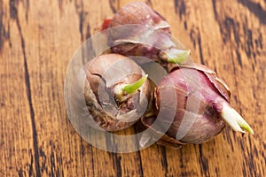 Tree onions, topsetting onions, walking onions or Egyptian onions