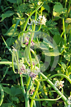 Tree onions ( Allium proliferum )