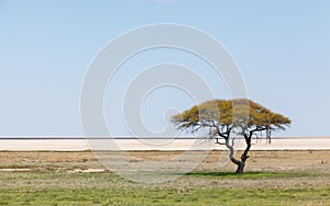 Tree in open field, Namibia photo