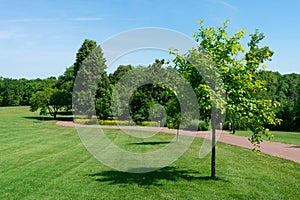 Tree and Open Green Field at the Naperville Riverwalk Park during Summer