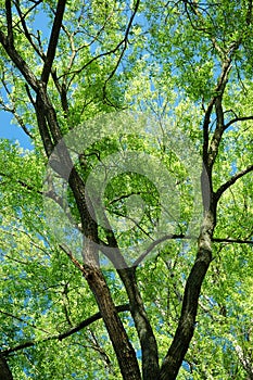 Tree opposite blue sky