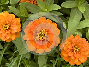 tree orange color Zinnia