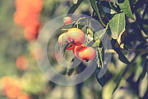 Tree orange fruits growing in the yard, Belgrade, Serbia