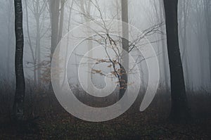 Tree with orange leaves in dark forest