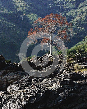 A tree with orange leaves hangs over the River Mekong