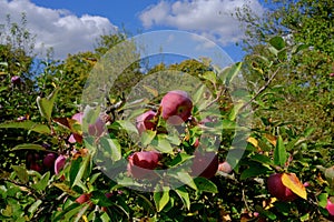 Tree in Orchard Loaded With Ripe Red Apples