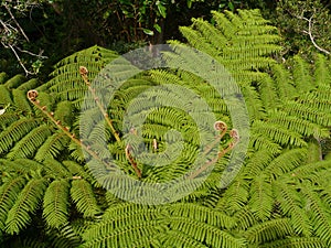 A tree in the order Cyatheales photo