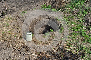 Tree organic fertilization with compost in digging hole. Ammonium nitrate fertilizer for fruit tree planting.