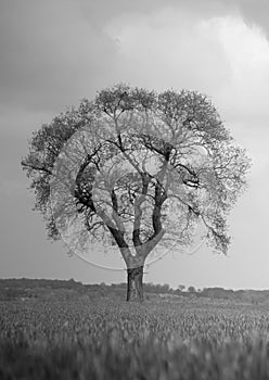 Un árbol delineado contra malhumorado el cielo 