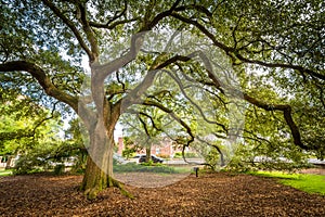 Tree outside the Trinity Episcopal Cathedral, in Columbia, South