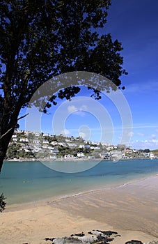 Tree over the beach on the shore at Salcombe