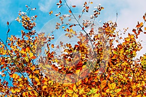 Tree over blue sky