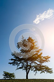 Tree over blue sky