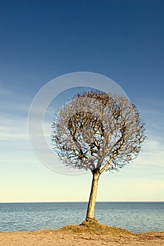 Tree over blue sky background