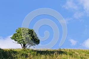 tree over blue sky. Summer panorama