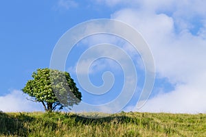 tree over blue sky. Summer panorama